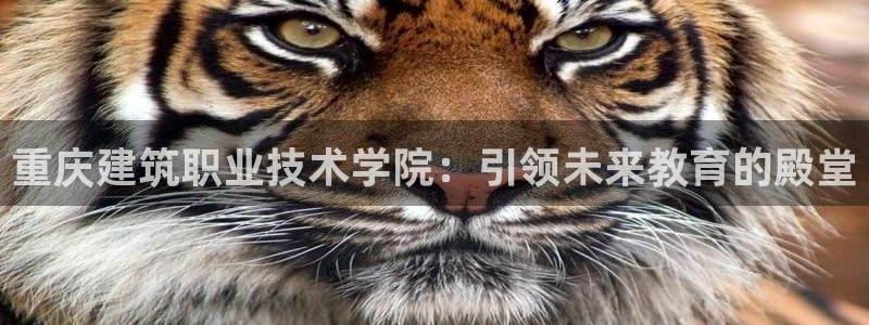 乐发lv平台